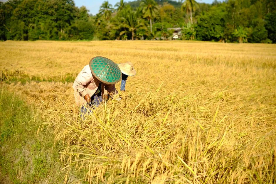 Koh Yao Noi Rice Fields, Thailand
