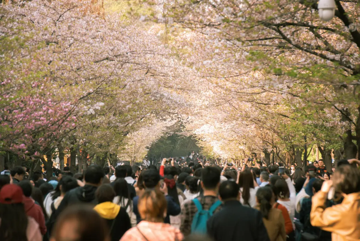 Cherry Blossom Season & Golden Week 2026: Japan Connectivity